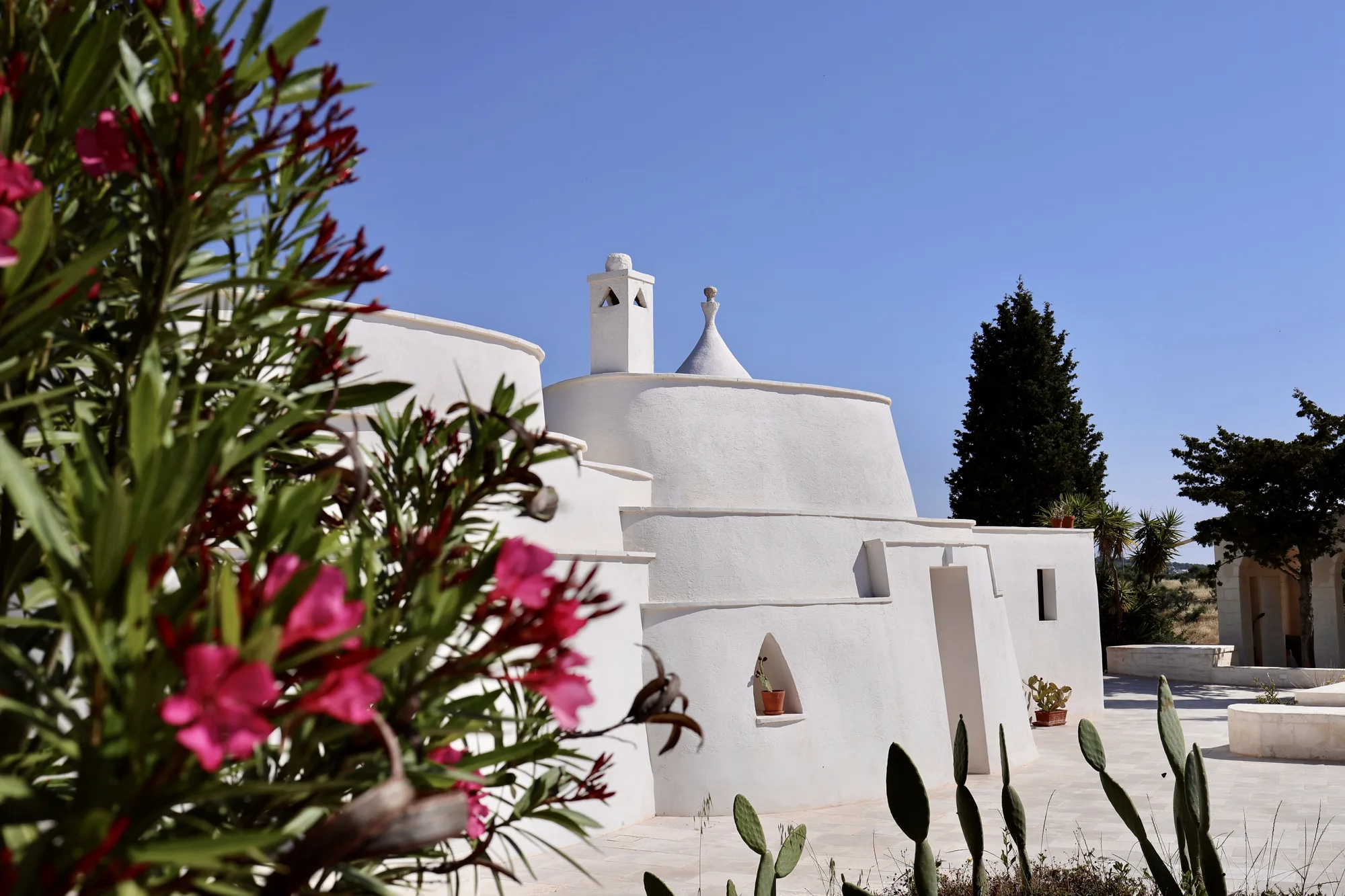 Oleanders in flower along the white wall of the courtyard